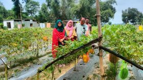চিরিরবন্দরে মাচার উপরে গ্রীষ্মকালীন তরমুজ চাষে আগ্রহ বাড়ছে চাষিদের