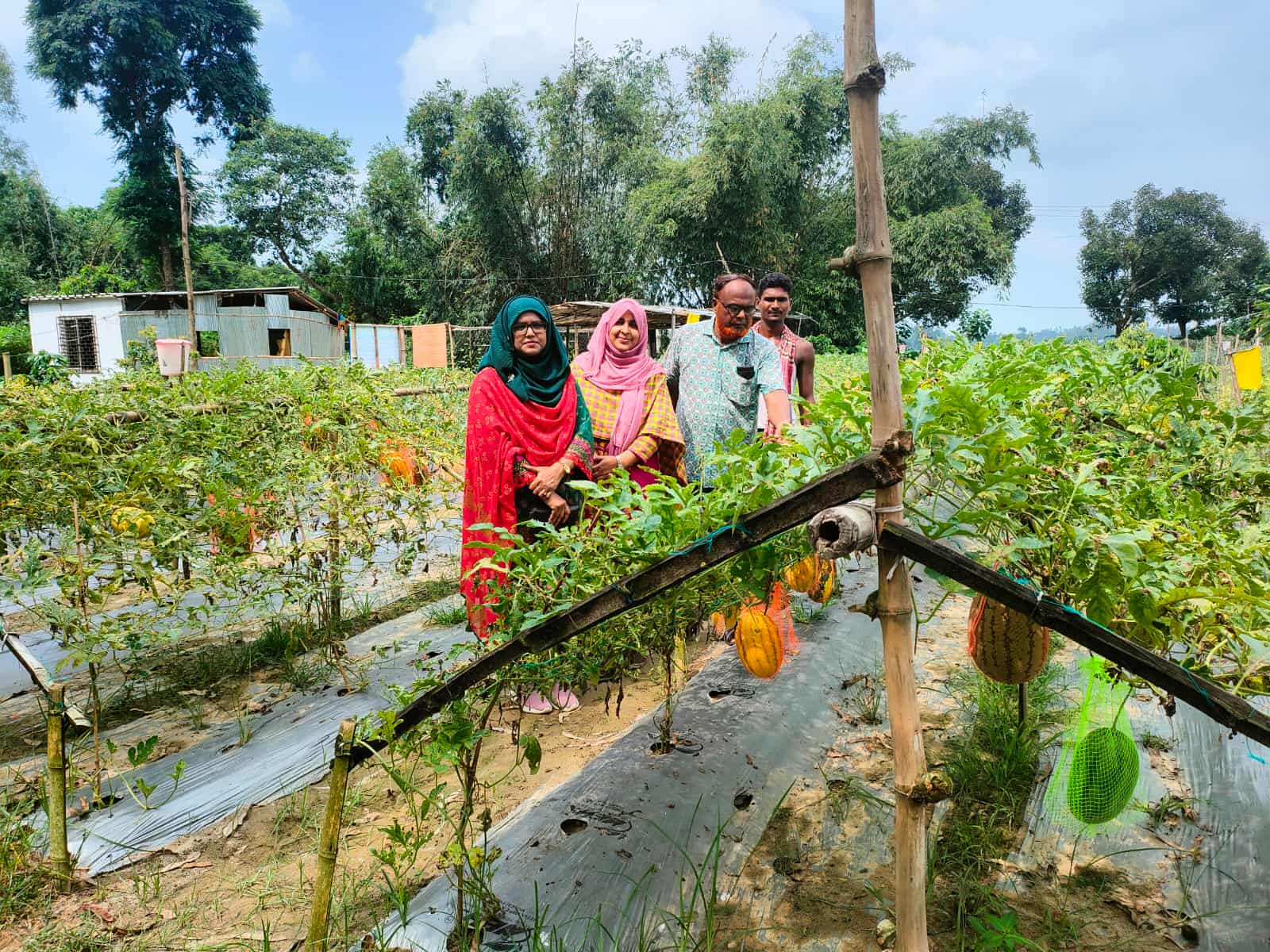 চিরিরবন্দরে মাচার উপরে গ্রীষ্মকালীন তরমুজ চাষে আগ্রহ বাড়ছে চাষিদের