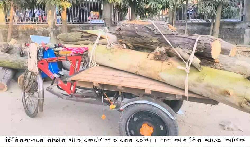 চিরিরবন্দরে রাস্তার গাছ কেটে পাচারের চেষ্টা। এলাকাবাসির হাতে আটক