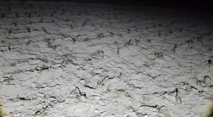 বালিয়াডাঙ্গীতে বিষ প্রযোগ করে ভুট্টা ক্ষেত নষ্ট করার অভিযোগ