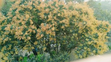 চিরিরবন্দরে গাছে গাছে দুলছে আমের মুকুল,সৌন্দর্যে, সৌরভে ভরে উঠছে প্রকৃতি