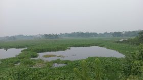 দেশি মাছের ‘আঁতুড়ঘর’ রূপগঞ্জের বিলে এখন কচুরিপানা, বালু ভরাট করে মাছের প্রজনন ক্ষেত্র ধ্বংস