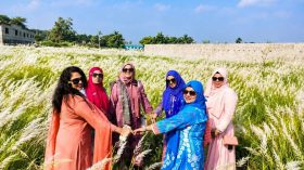 রূপগঞ্জে এখনও শুভ্রতা ছড়াচ্ছে কাশফুল